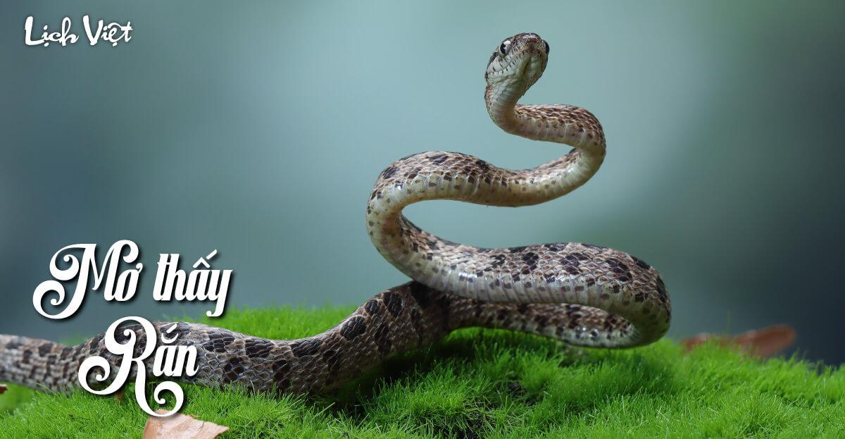 Giải mã giấc mơ rắn cắn chân, điềm báo tương lai, con số may mắn